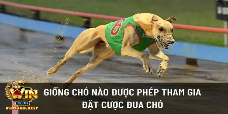 Bí quyết chọn kèo cá cược đua chó từ các tay chơi chuyên nghiệp