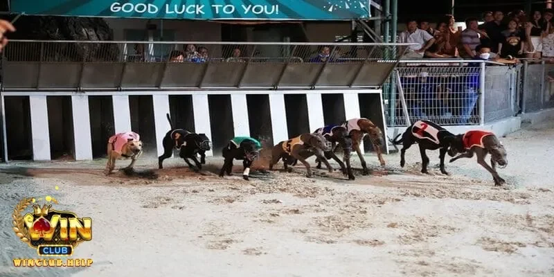 Giải trí cá cược đua chó và cầu nối giữa đam mê với cộng đồng