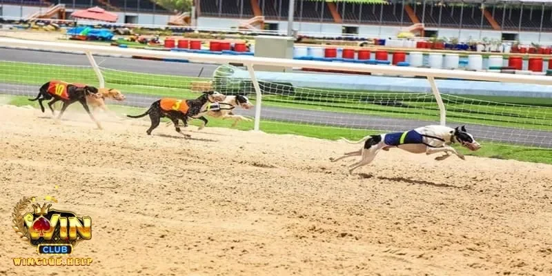 Trải nghiệm cá cược đua chó cùng những đường đua nghẹt thở